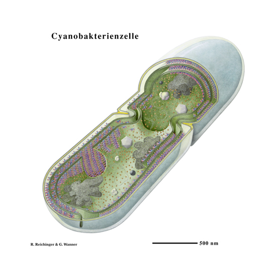 Schemazeichnung eines Cyanobacteriums