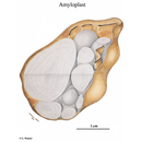 Schemazeichung eines Amyloplasts